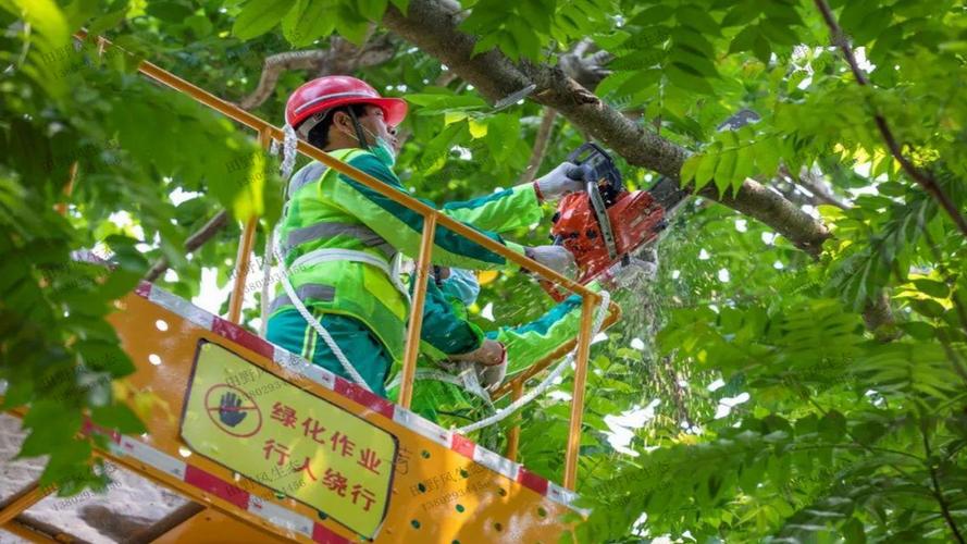 郸城秋渠大街绿化工程