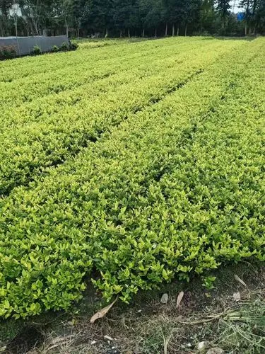 搞好南环线绿化工程